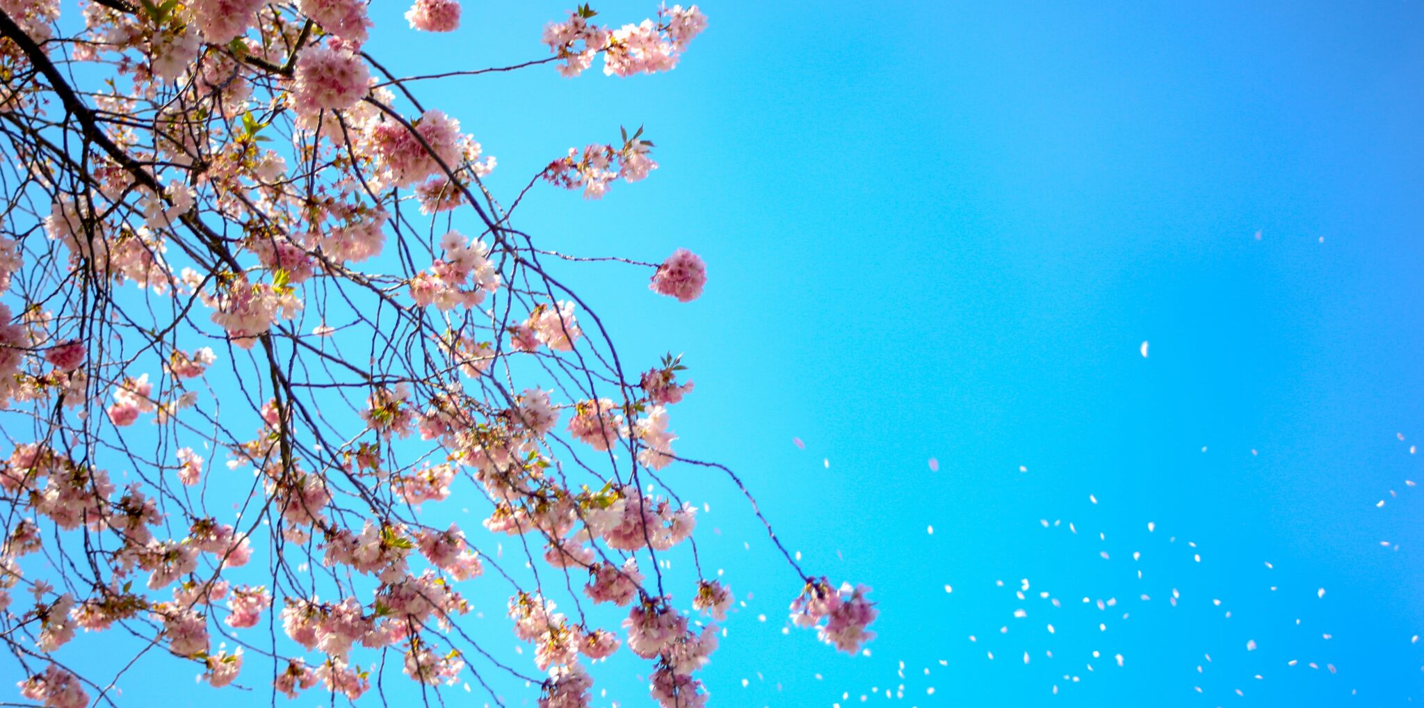 Pink blossoms against a bright blue sky